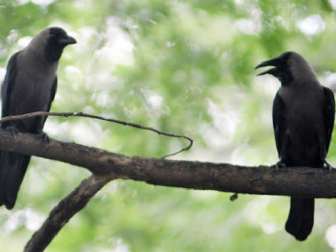 ਬਾਲ ਕਹਾਣੀ : ਘੁਮੰਡੀ ਕਾਂ