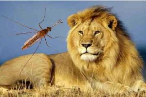 ਸ਼ੇਰ ਤੇ ਮੱਛਰ : ਪੜ੍ਹ ਕੇ ਤਾਂ ਦੇਖੋ
