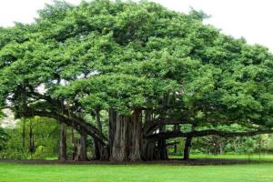 ਰੁੱਖ ਲਗਾਓ ਤੇ ਪੈਨਸਿਲ (ਬਾਲ ਕਵਿਤਾਵਾਂ)