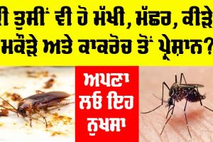 Mosquitoes and Cockroaches: ਕੀ ਤੁਸੀਂ ਵੀ ਹੋ ਮੱਖੀ, ਮੱਛਰ, ਕੀੜੇ, ਮਕੌੜੇ ਅਤੇ ਕਾਕਰੋਚ ਤੋਂ ਪ੍ਰੇਸ਼ਾਨ, ਤਾਂ ਅਪਣਾ ਲਓ ਇਨ੍ਹਾਂ ਨੂੰ ਭਜਾਉਣ ਦਾ ਇਹ ਨੁਕਤਾ