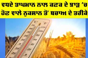 Kisan News: ਵਧਦੇ ਤਾਪਮਾਨ ਨਾਲ ਕਣਕ ਦੇ ਝਾੜ ’ਚ ਹੋਣ ਵਾਲੇ ਨੁਕਸਾਨ ਤੋਂ ਬਚਾਅ ਦੇ ਤਰੀਕੇ